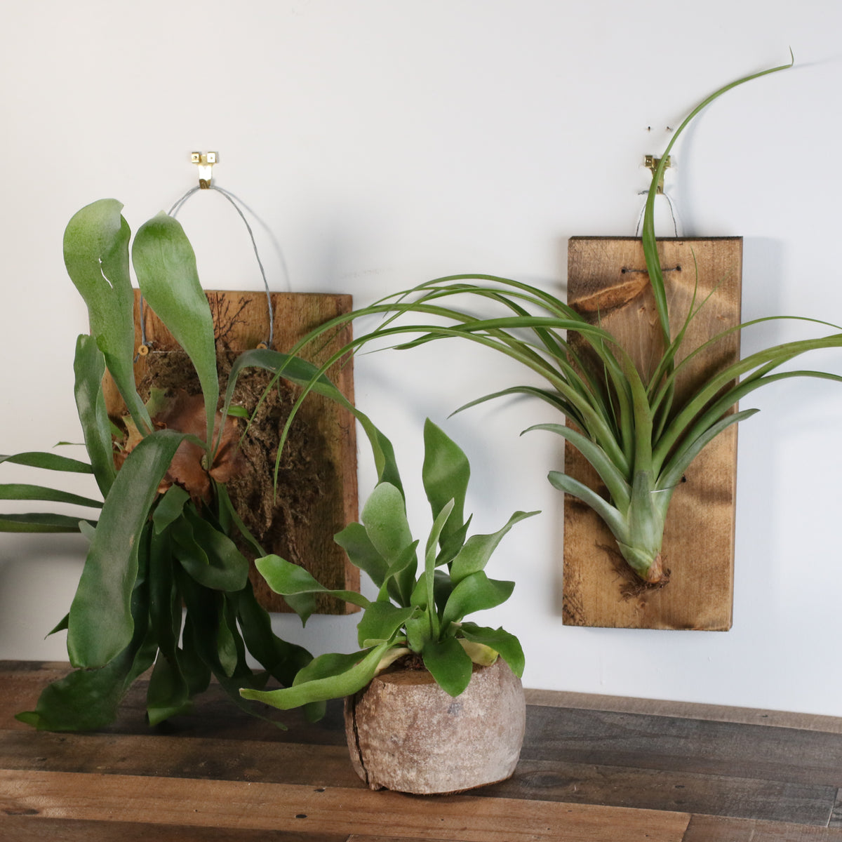 Staghorn Fern