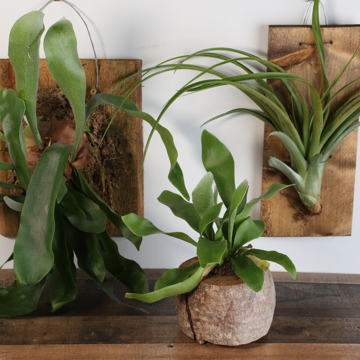 Staghorn Fern