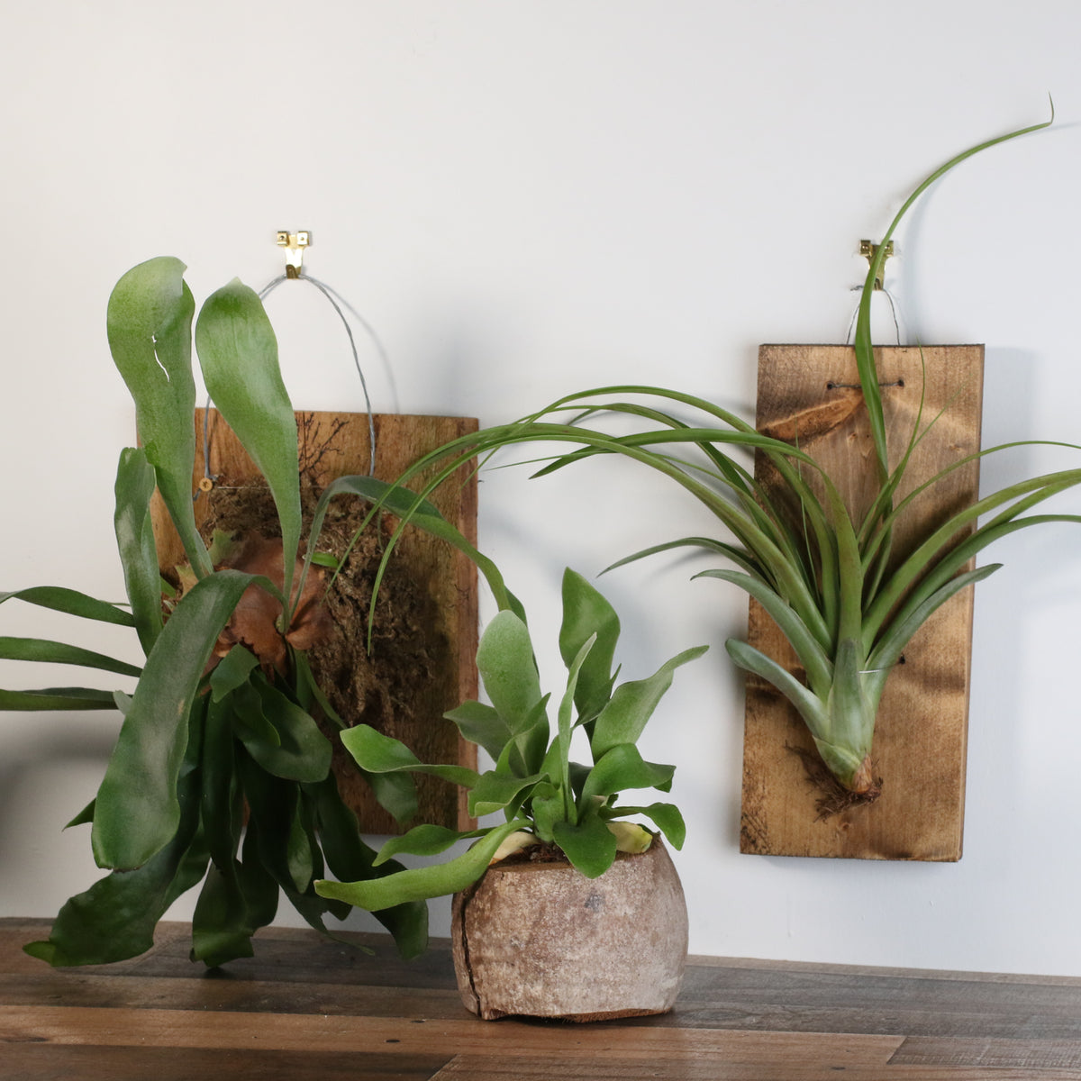 Staghorn Fern