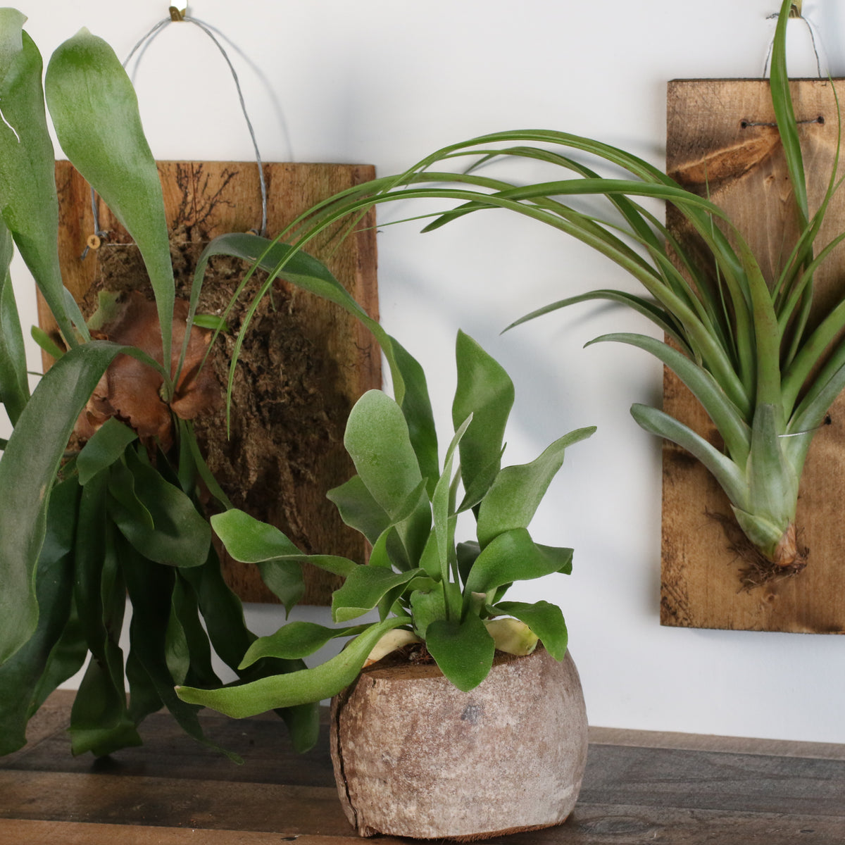Staghorn Fern