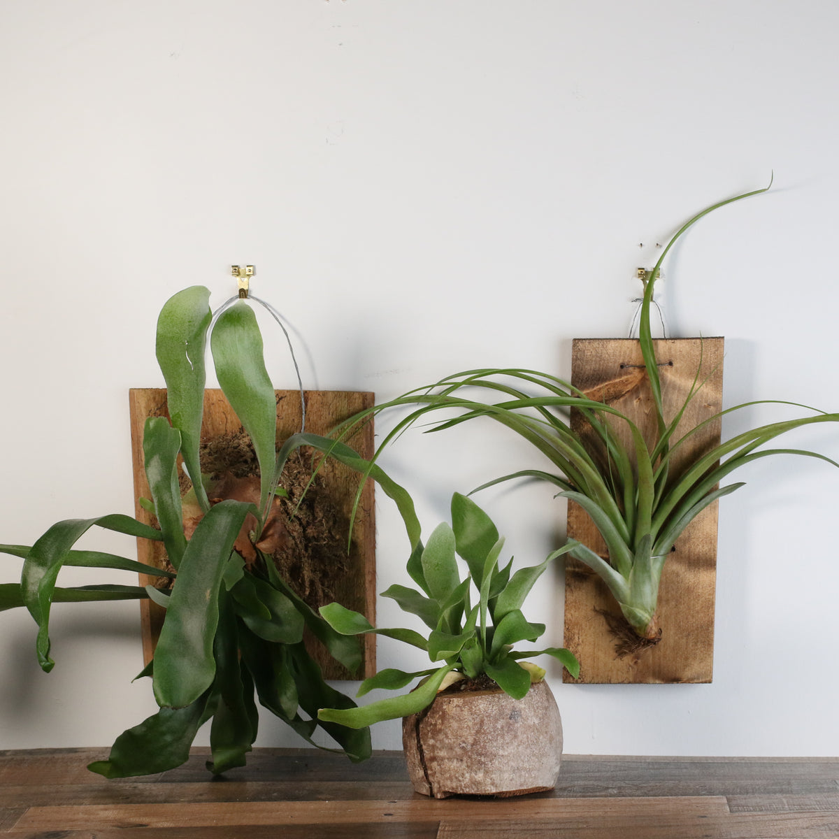 Staghorn Fern