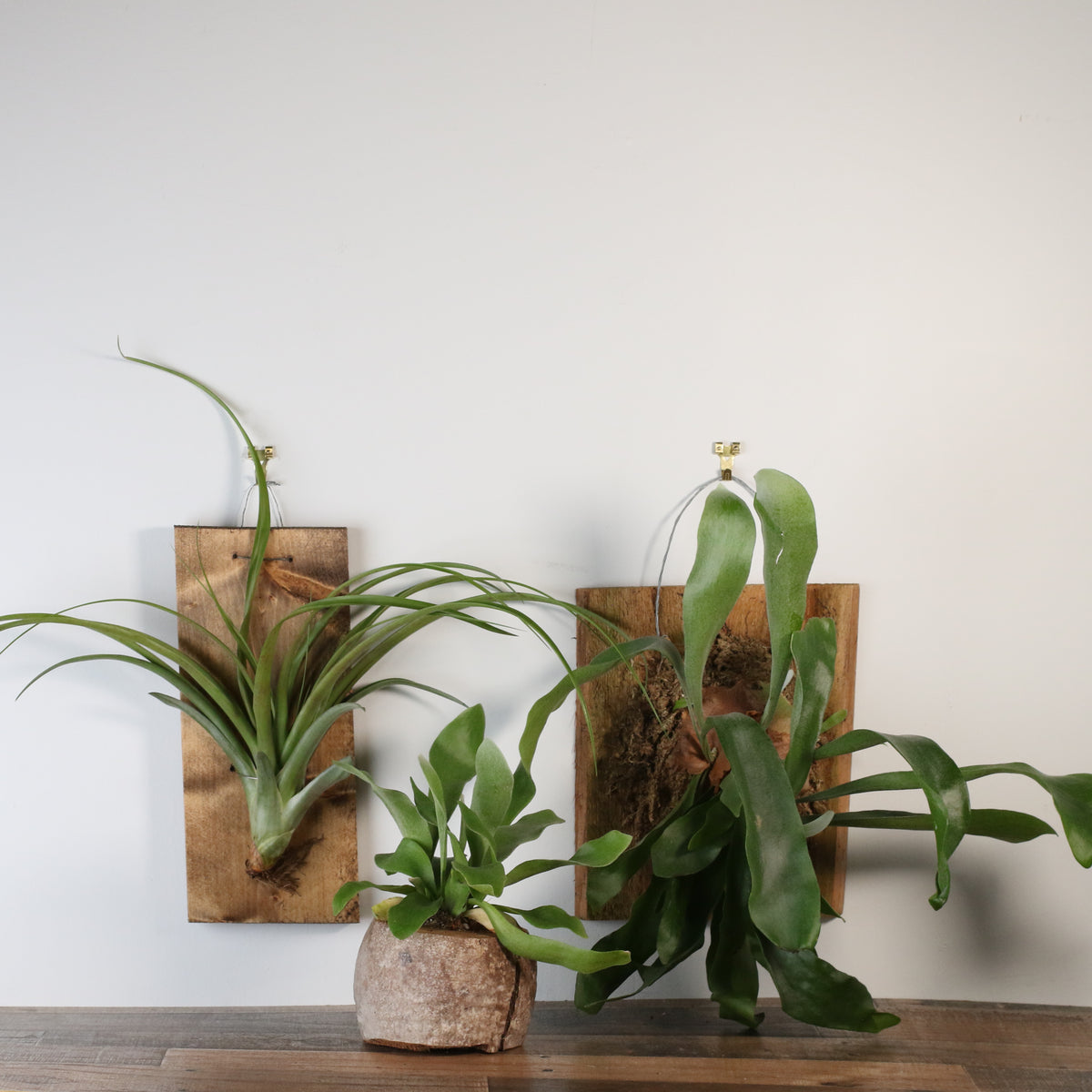 Staghorn Fern