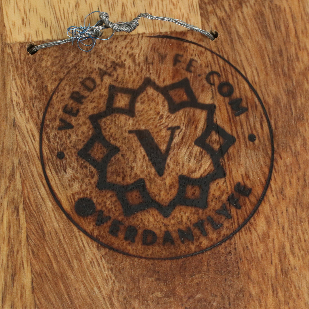 Staghorn Fern – Platycerium bifurcatum 'Elkhorn’