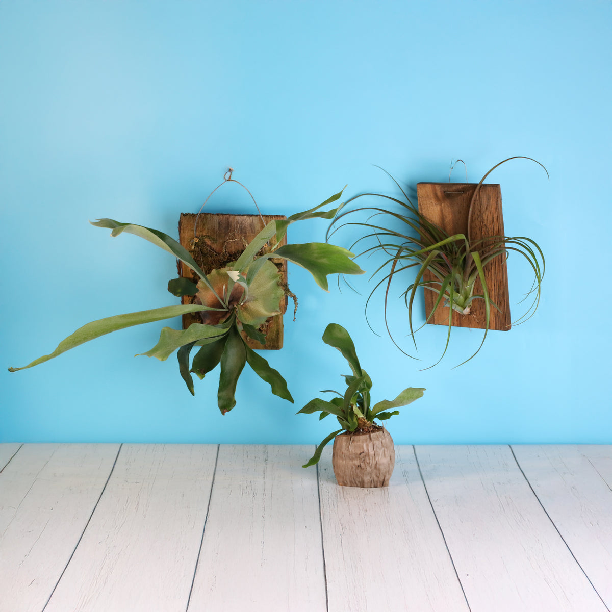 Staghorn Fern