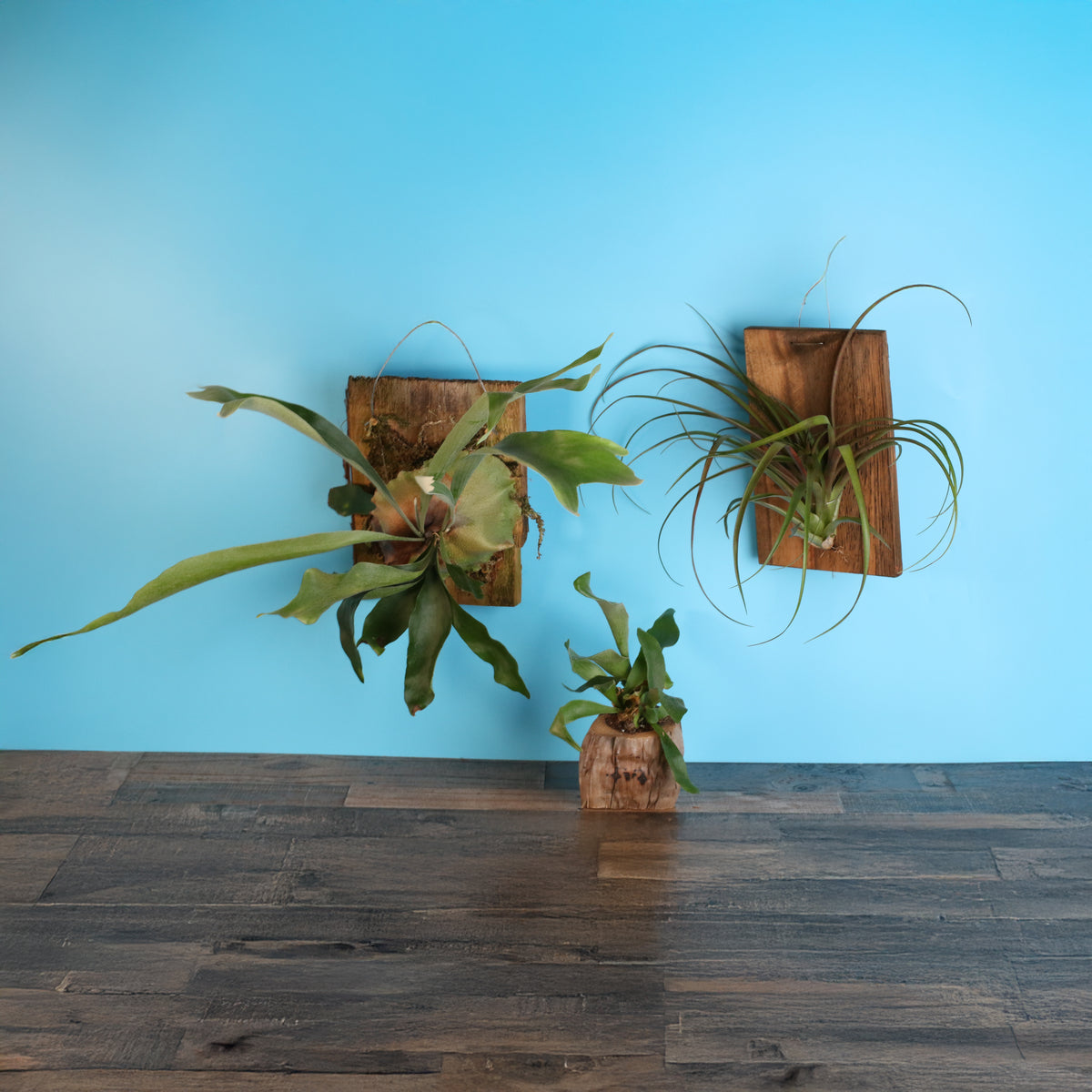 Staghorn Fern