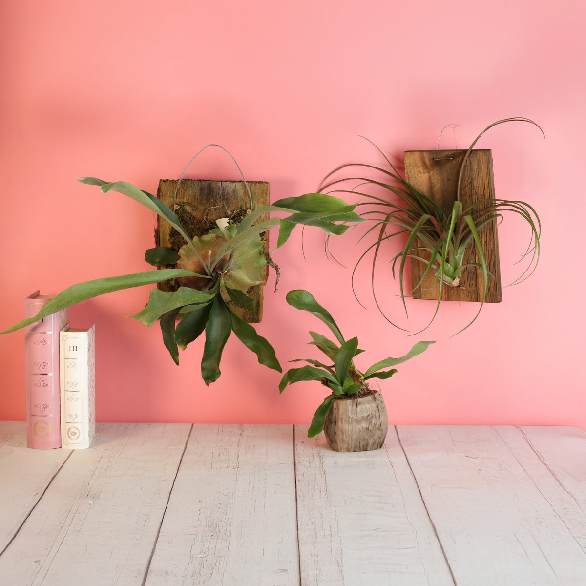 Staghorn Fern