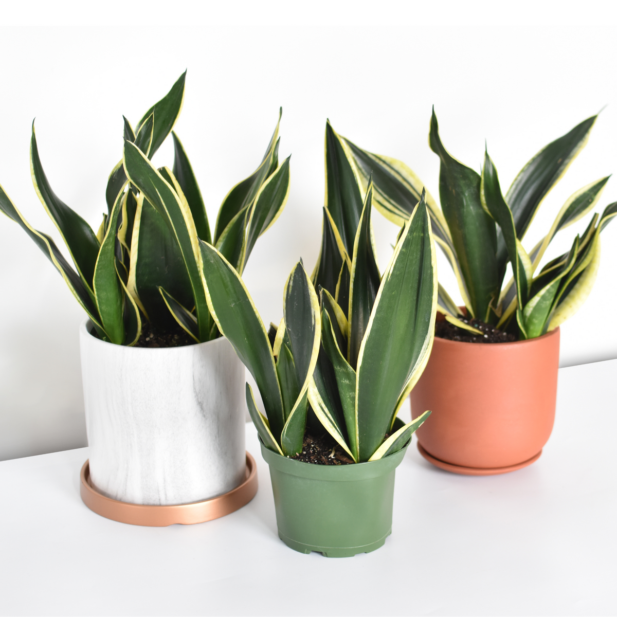 Black Gold Sansevieria Snake Plant