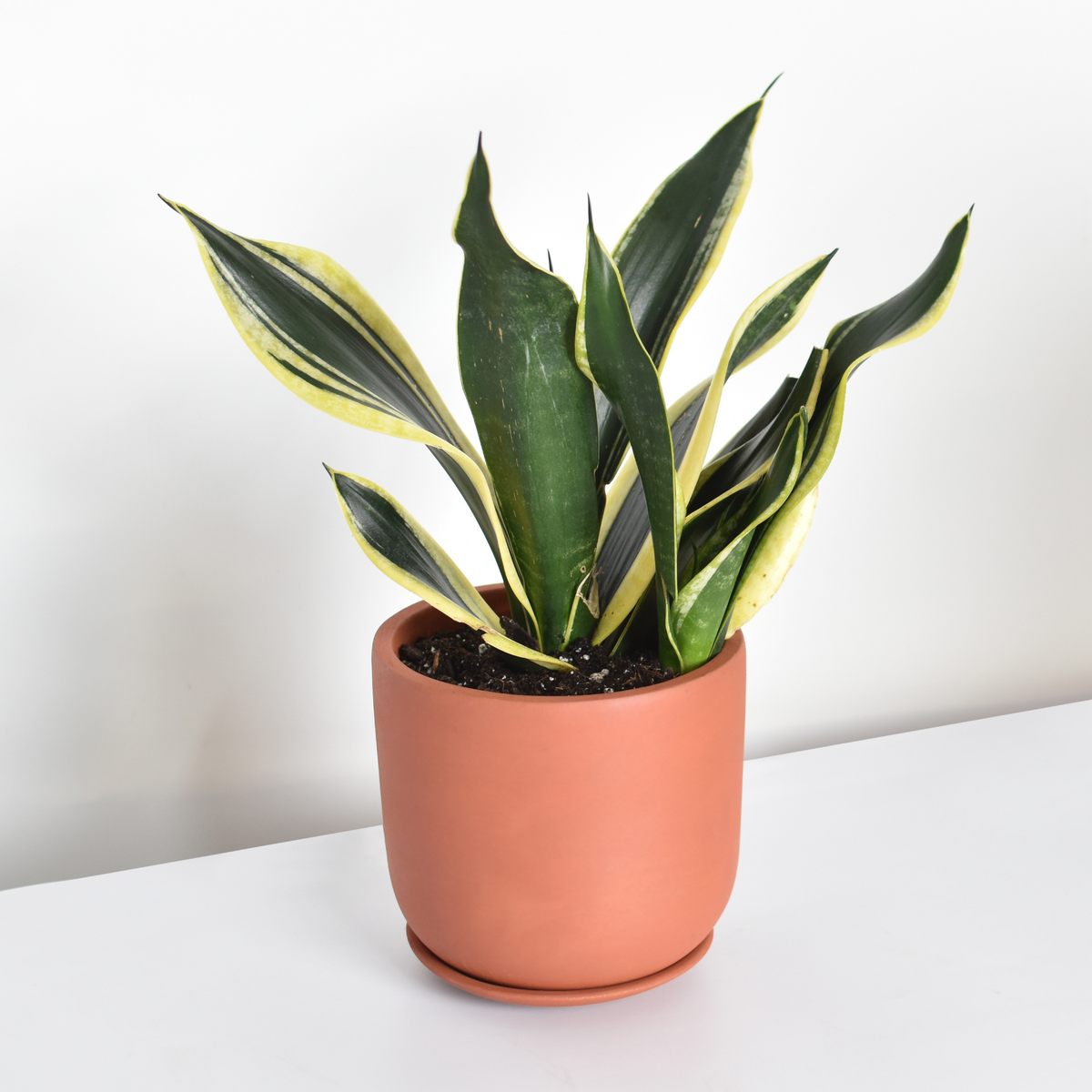Black Gold Sansevieria Snake Plant