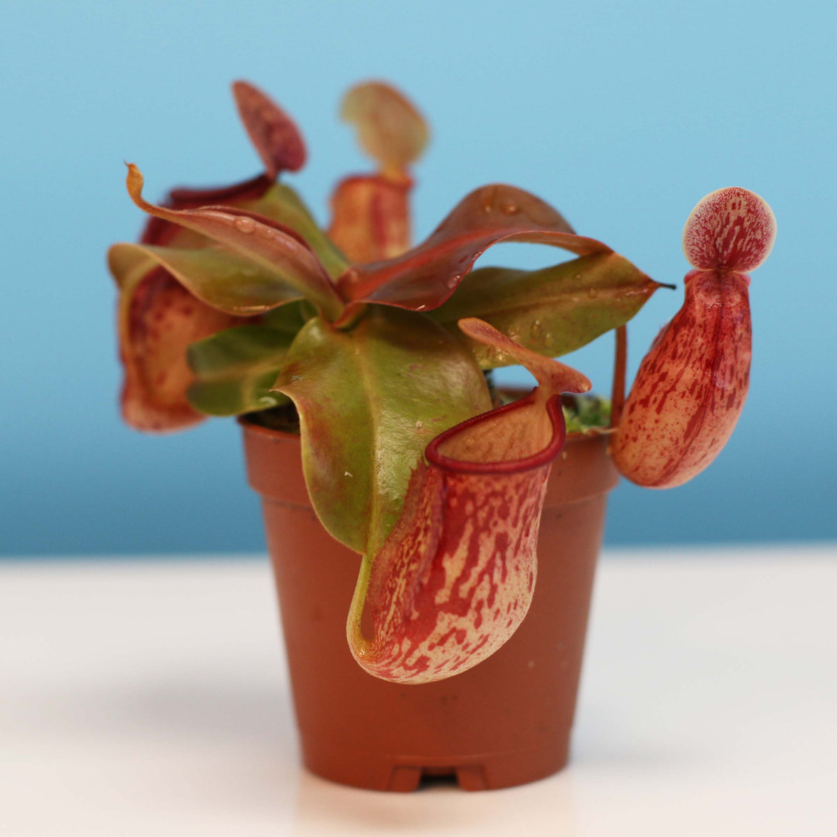 Tropical Pitcher Plant Nepenthes Gaya Carnivorous