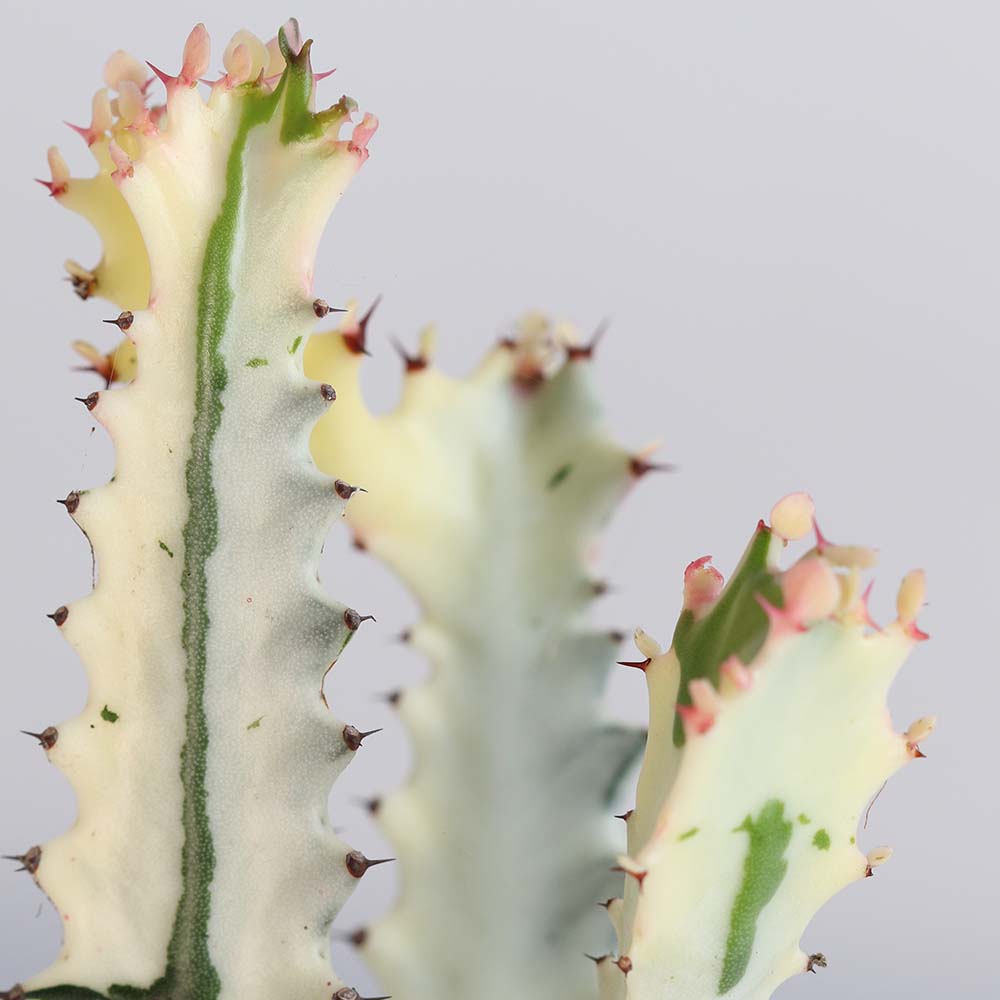 White Ghost Albo Succulent Plant