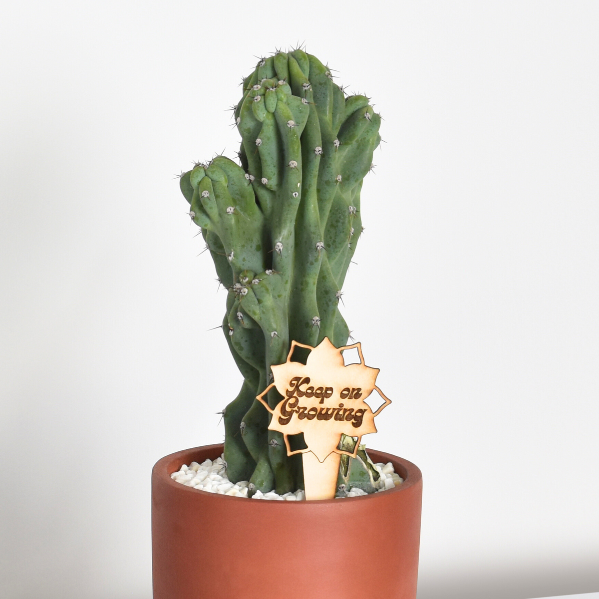 Monstrose Peruvian Apple Cactus