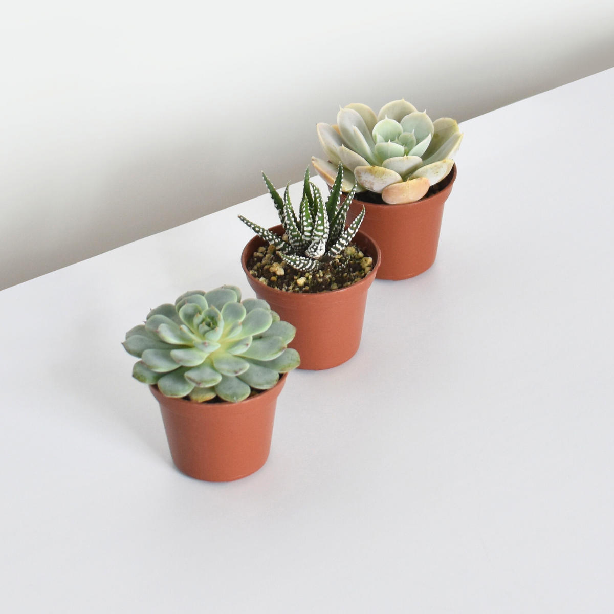 Succulent Bundle