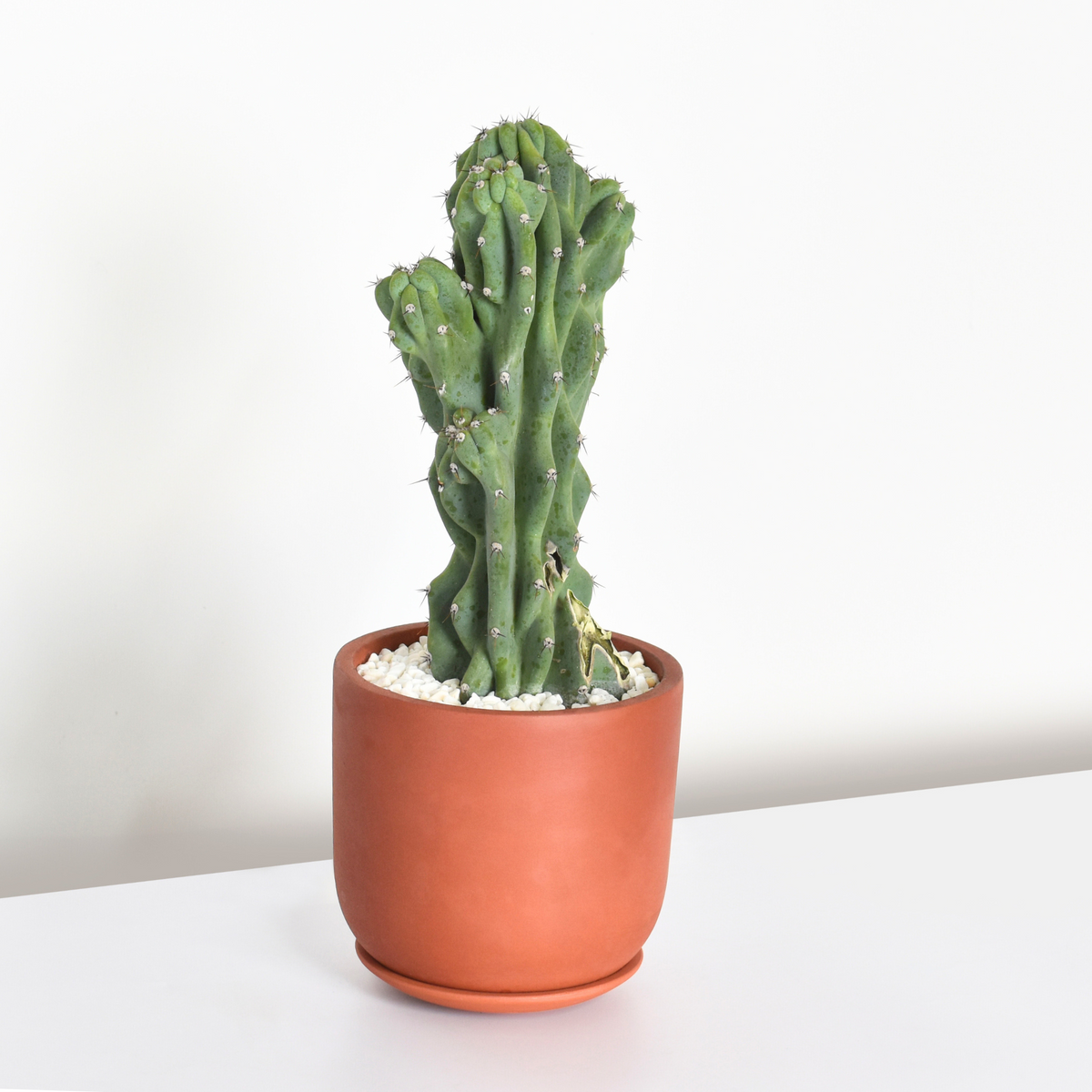 Whitney Round Terracotta Minimalist Planter - Empty