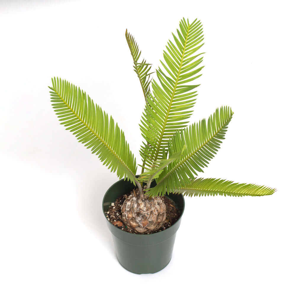 Dioon Mexican Fern Rare Palm
