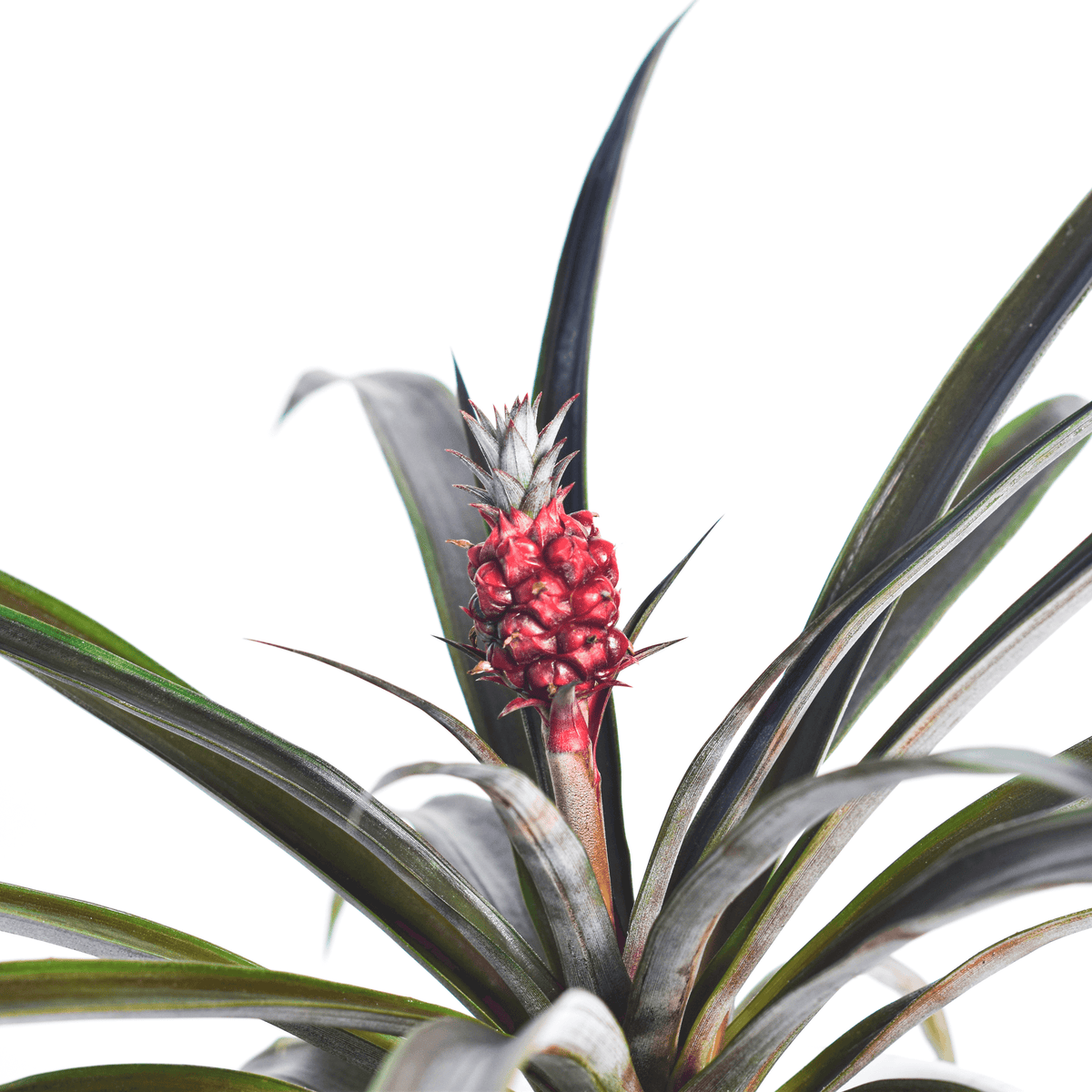 Mini Red Pineapple Plant 'Tiny Red' Ornamental