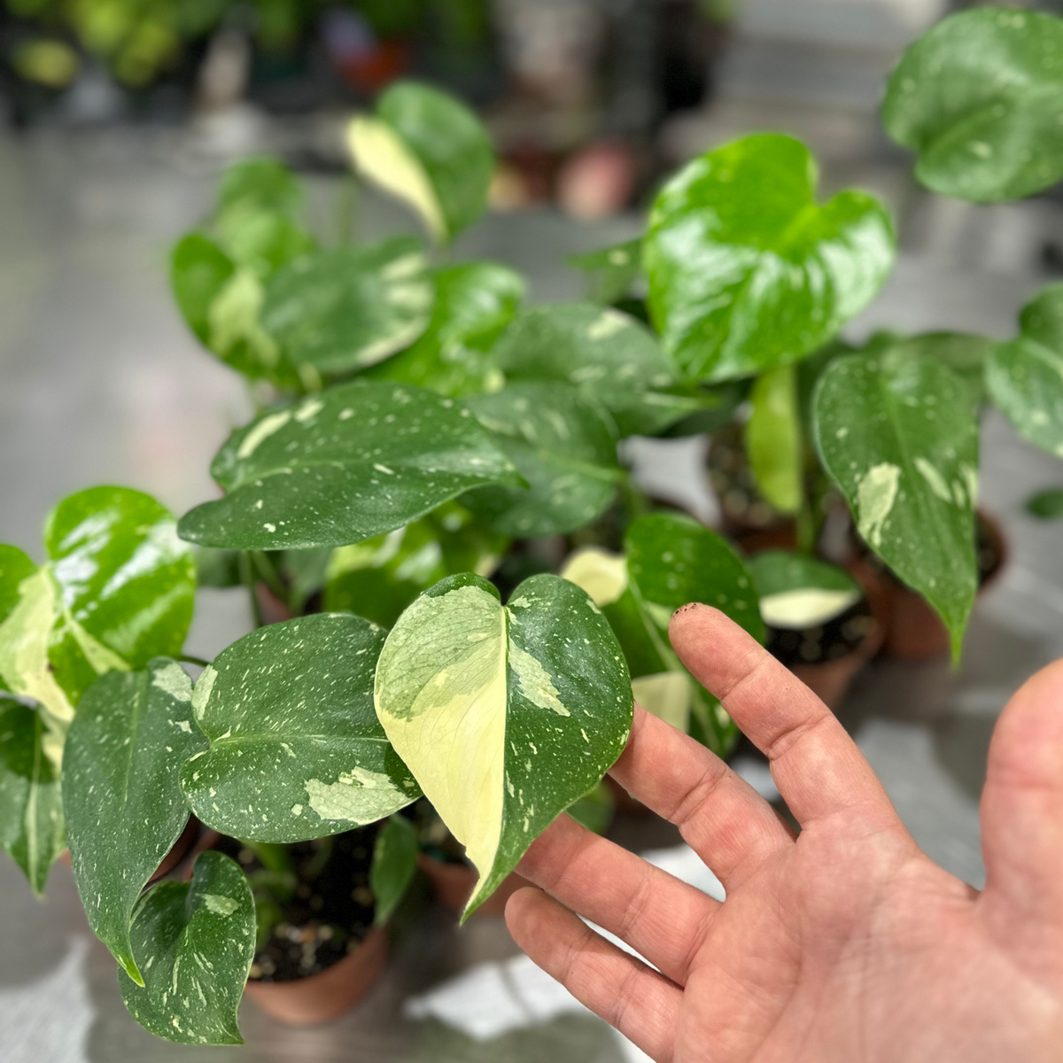 Monstera Thai Constellation