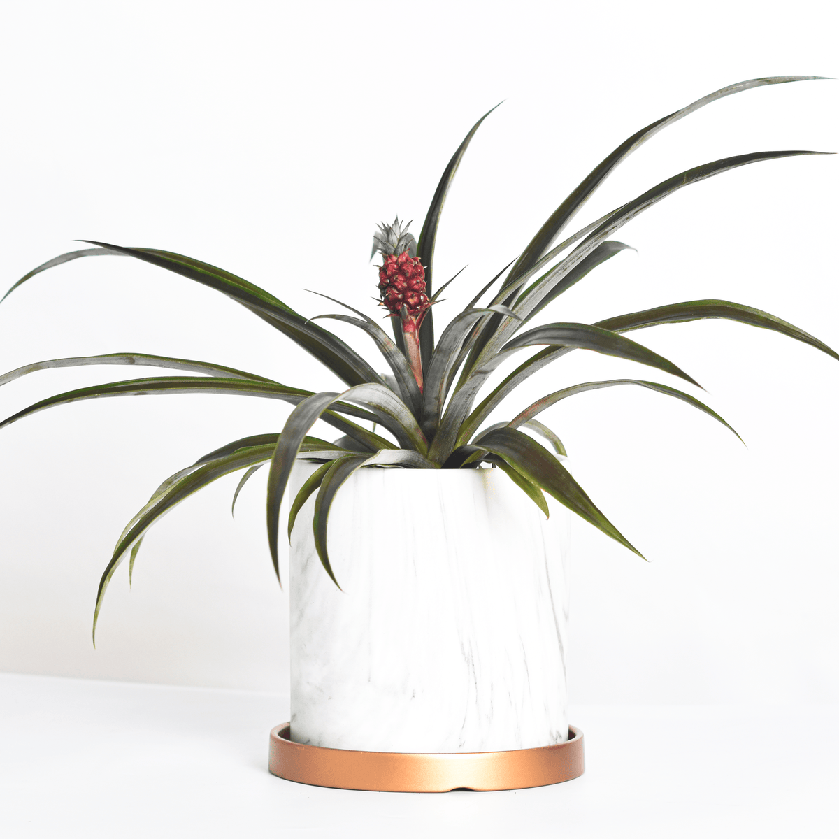 Mini Red Pineapple Plant 'Tiny Red' Ornamental