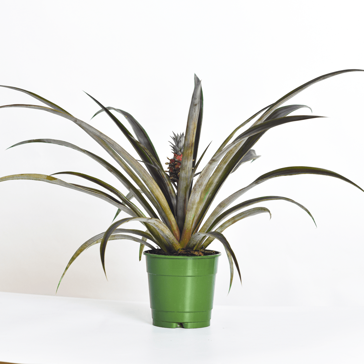 Mini Red Pineapple Plant 'Tiny Red' Ornamental