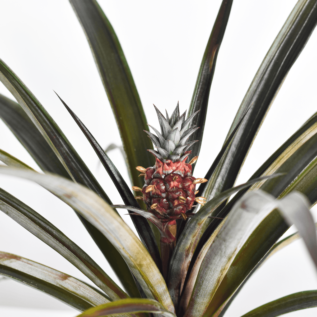 Mini Red Pineapple Plant 'Tiny Red' Ornamental