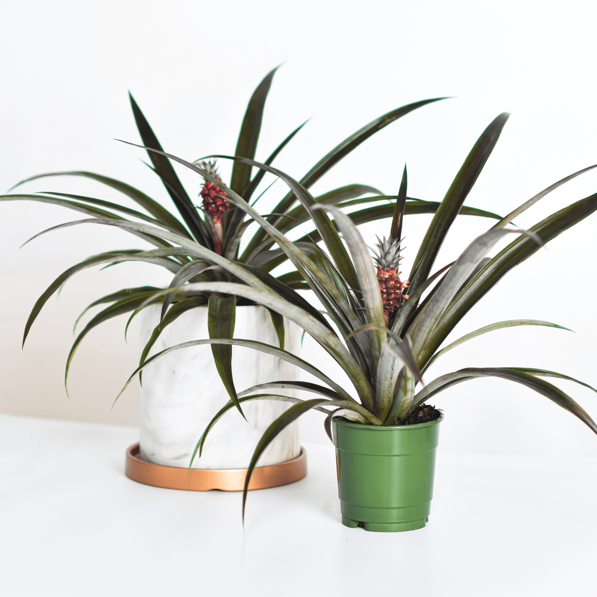 Mini Red Pineapple Plant 'Tiny Red' Ornamental