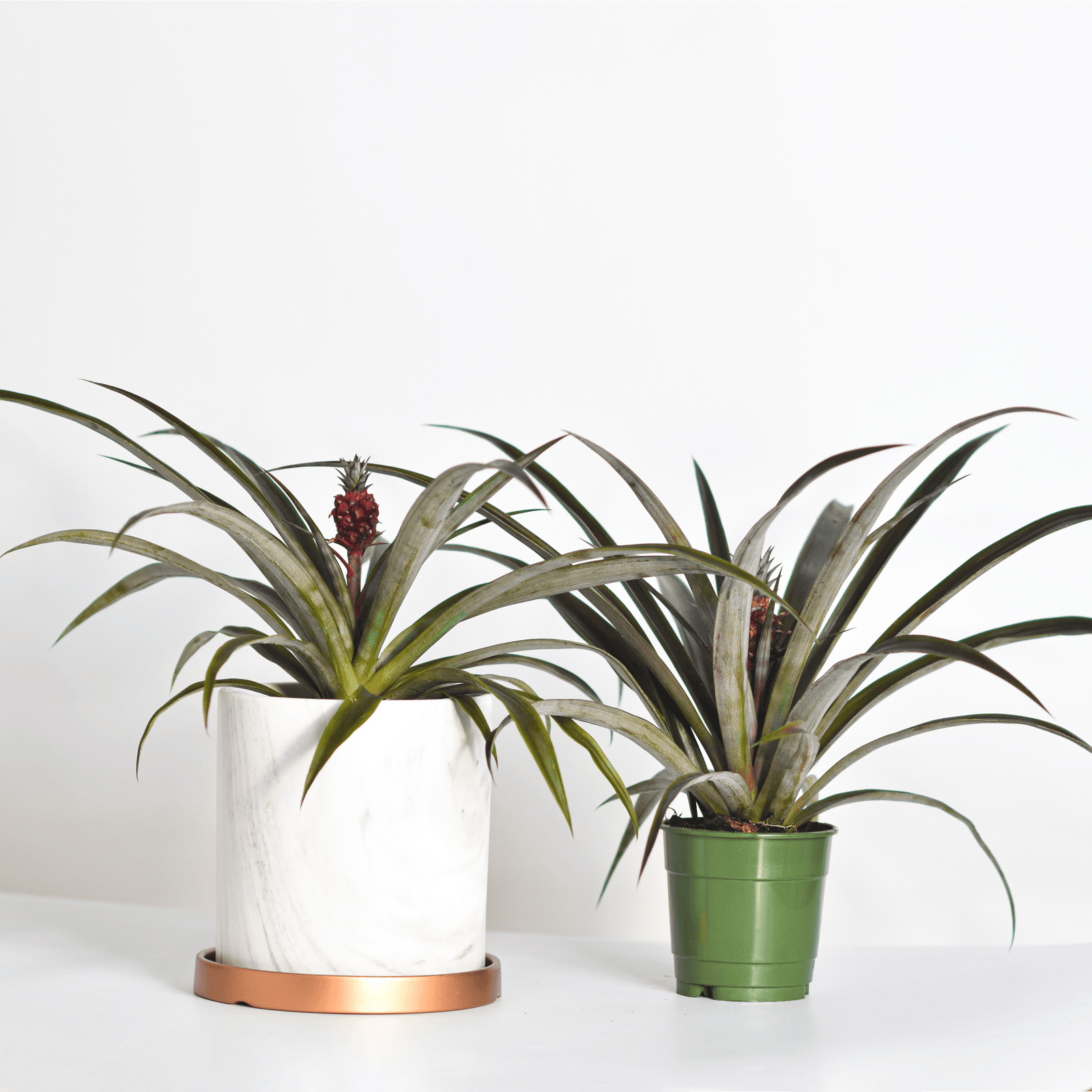 Mini Red Pineapple Plant 'Tiny Red' Ornamental