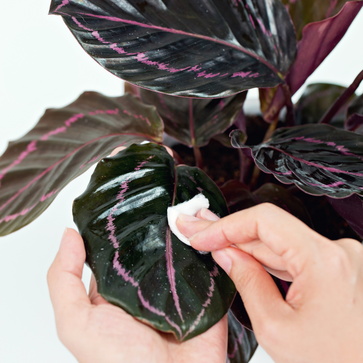Calathea Dottie Prayer Plant