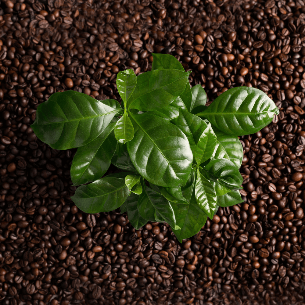 Coffee Plant