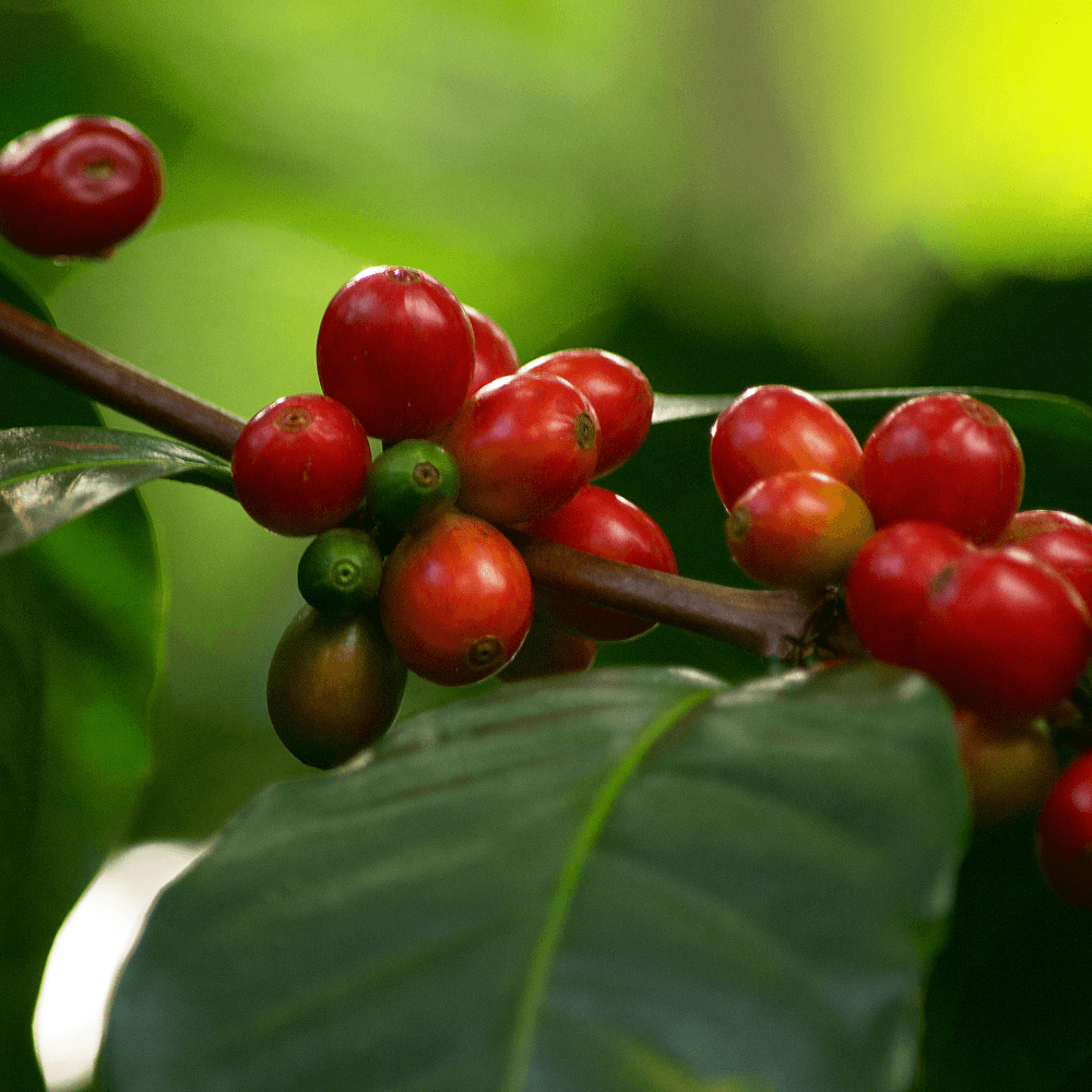 Coffee Plant