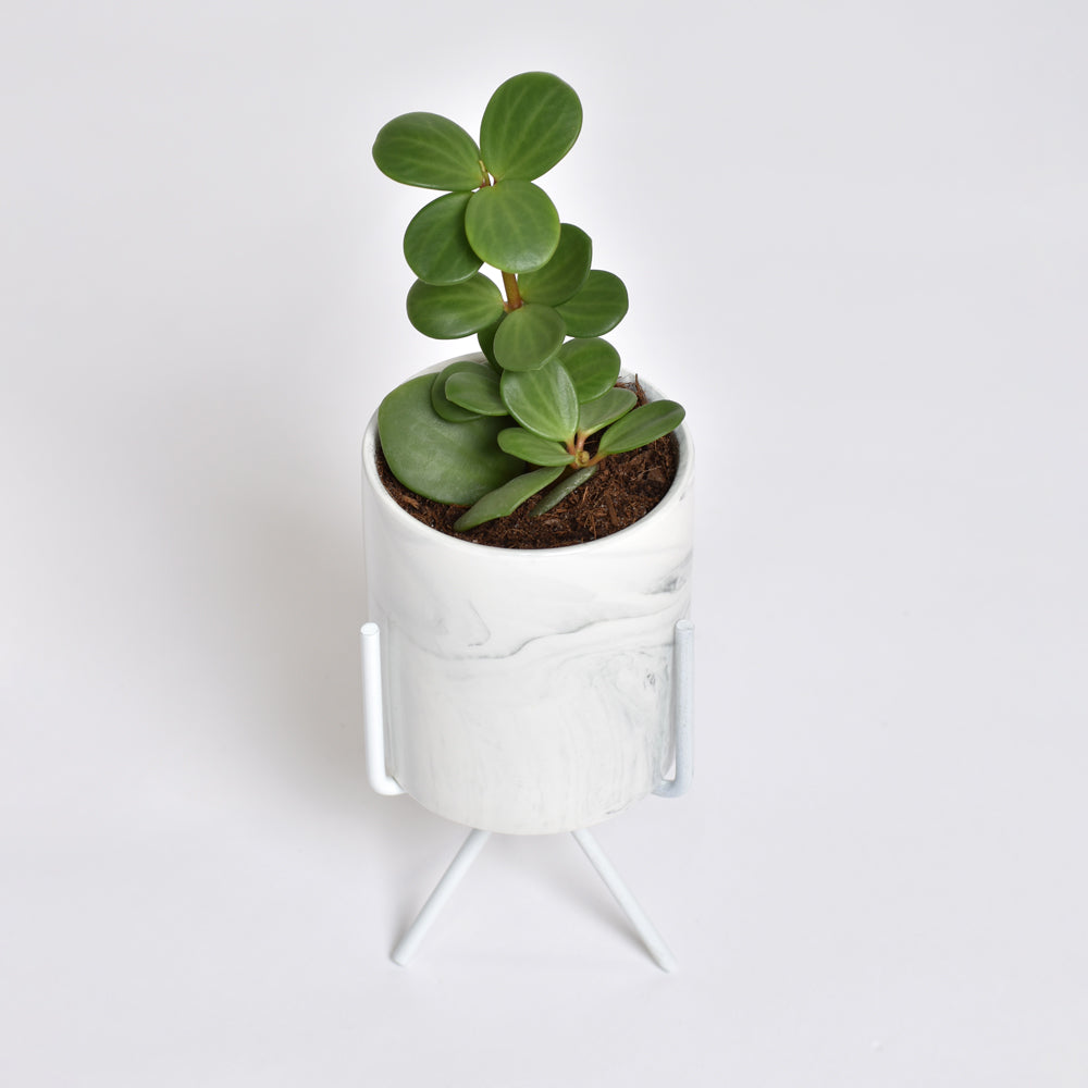 Peperomia Hope 'Trailing Jade' Plant