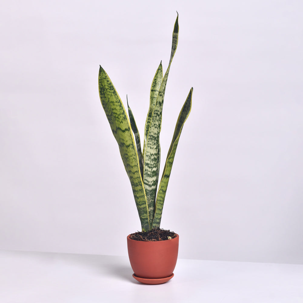 Variegated Yellow Edged Sansevieria Snake Plant