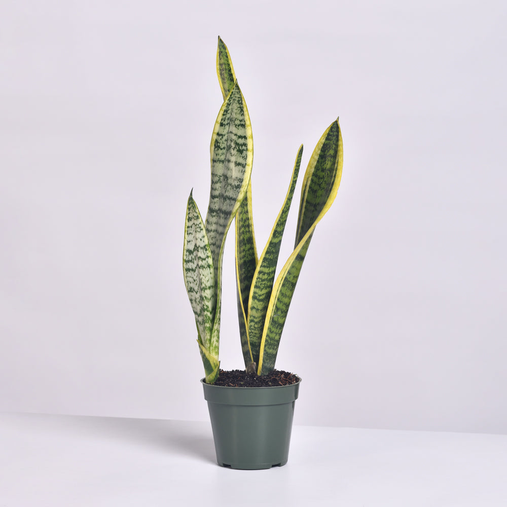 Variegated Yellow Edged Sansevieria Snake Plant