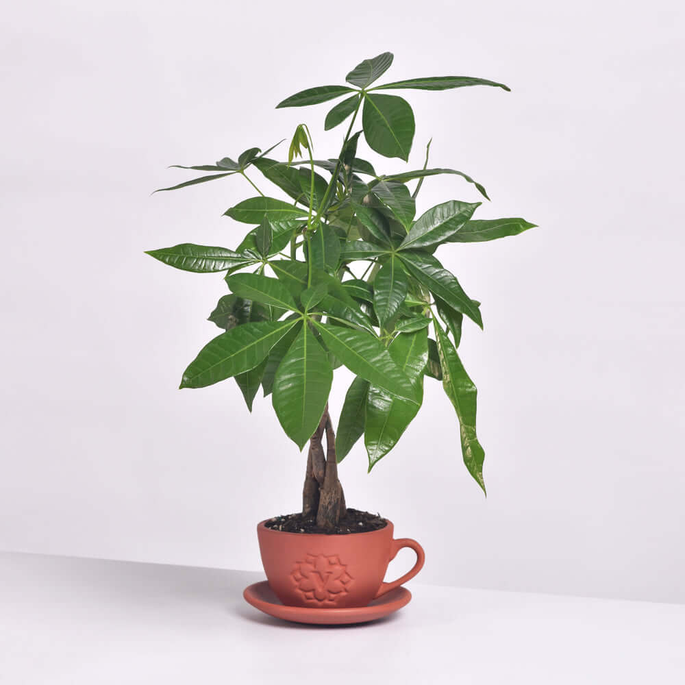 Lucky Braided Money Tree Plant