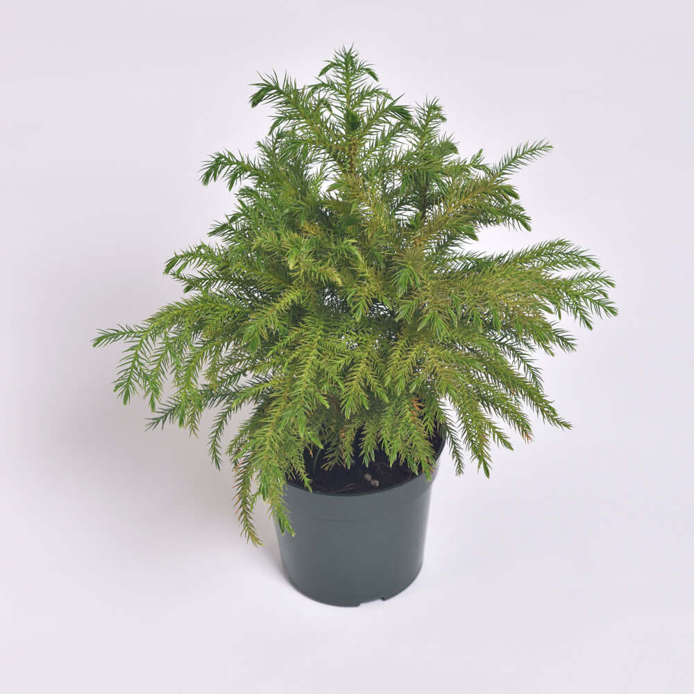 Norfolk Island Pine