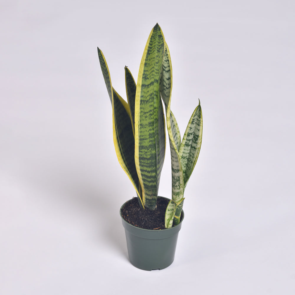 Variegated Yellow Edged Sansevieria Snake Plant