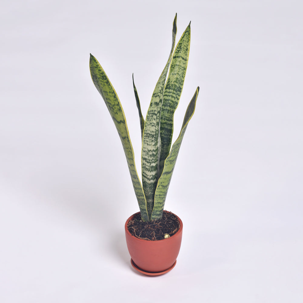 Variegated Yellow Edged Sansevieria Snake Plant