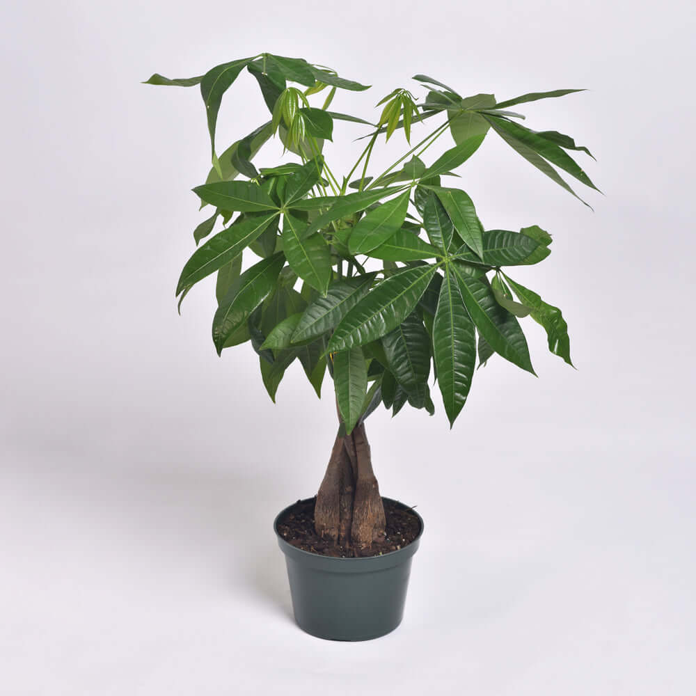 Lucky Braided Money Tree Plant