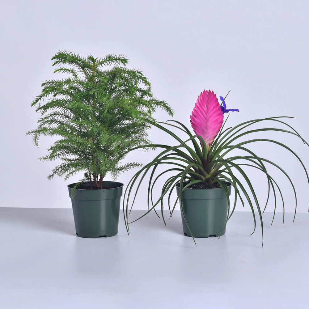 Pink Quill & Norfolk Pine