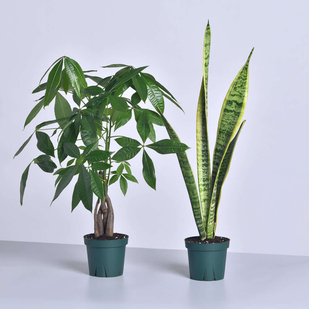 Easy Care Plant Bundle