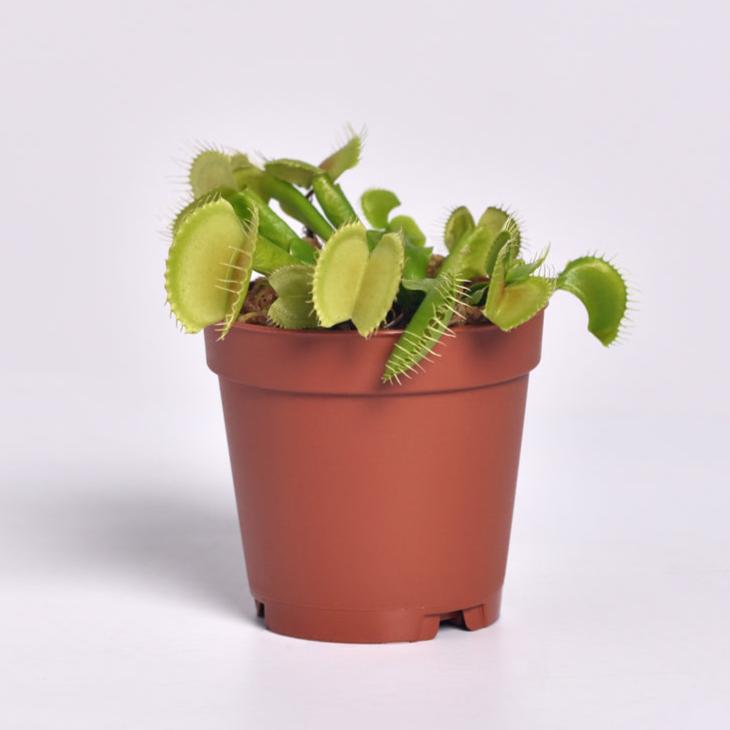 Green Venus Flytrap Carnivorous Plant