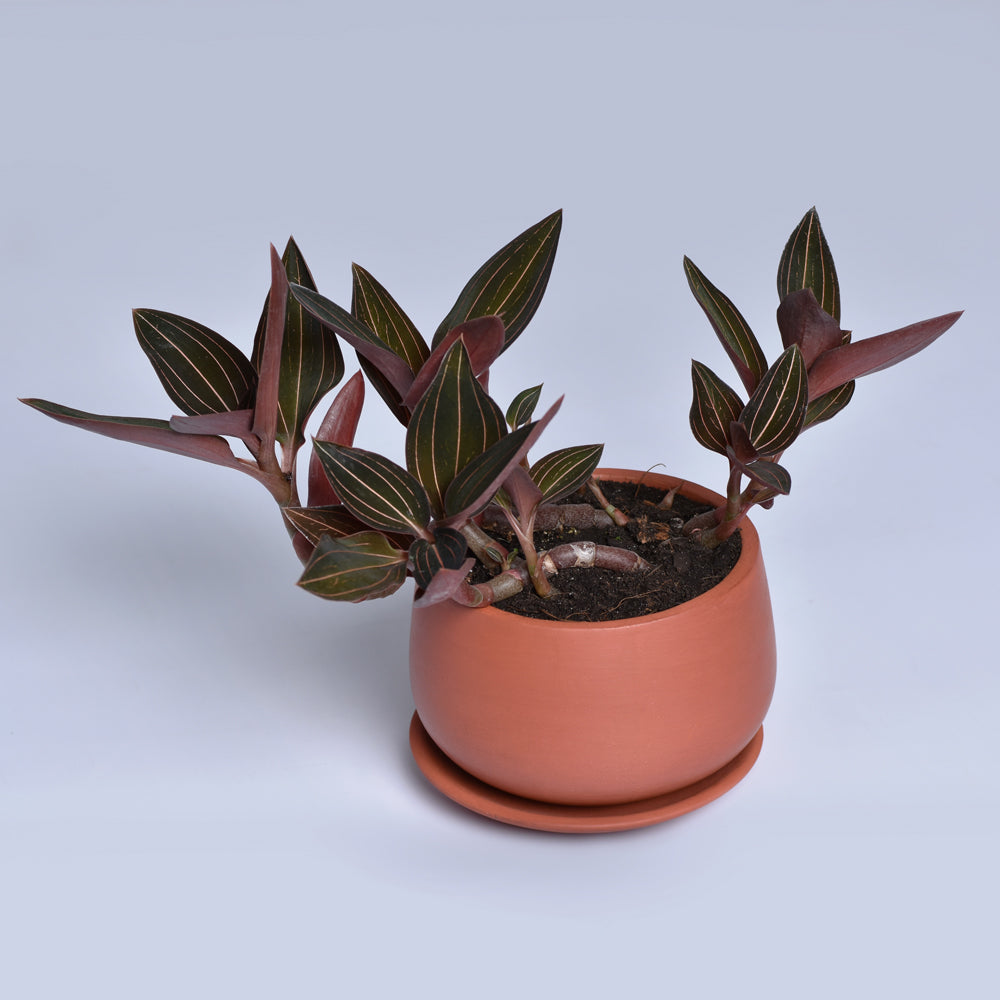 Jewel Orchid Ludisia Discolor