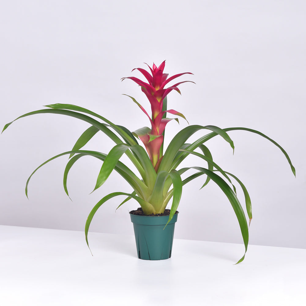 Guzmania 'Viola' Pink Bromeliad