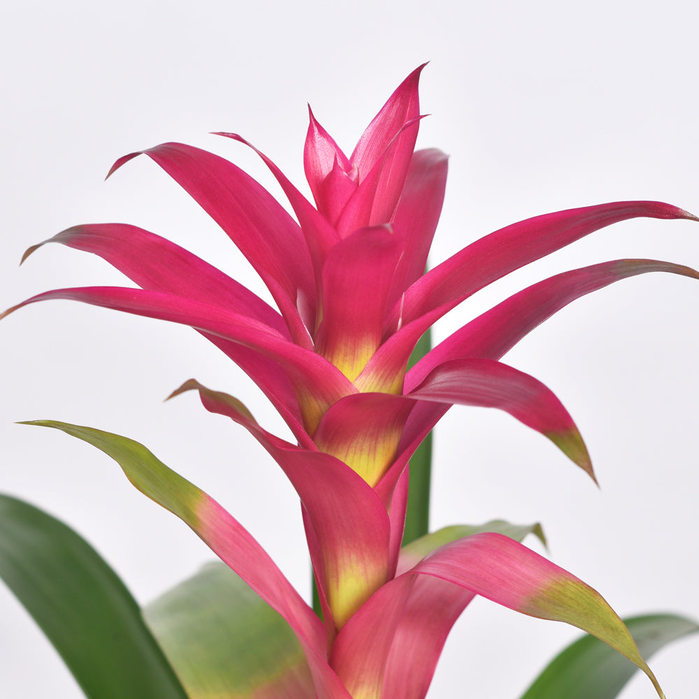 Guzmania 'Viola' Pink Bromeliad