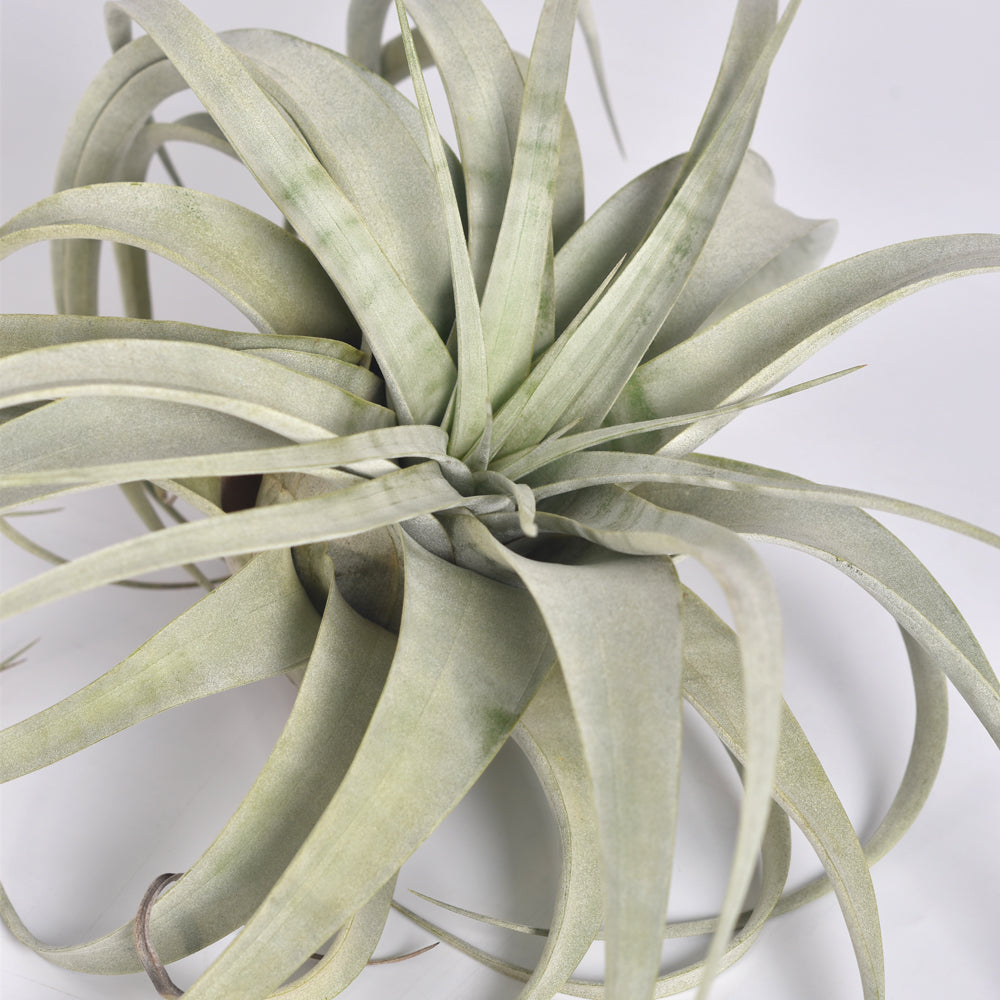 Tillandsia Xerographica Air Plant