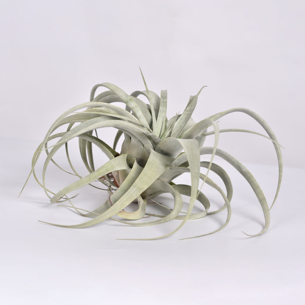 Tillandsia Xerographica Air Plant