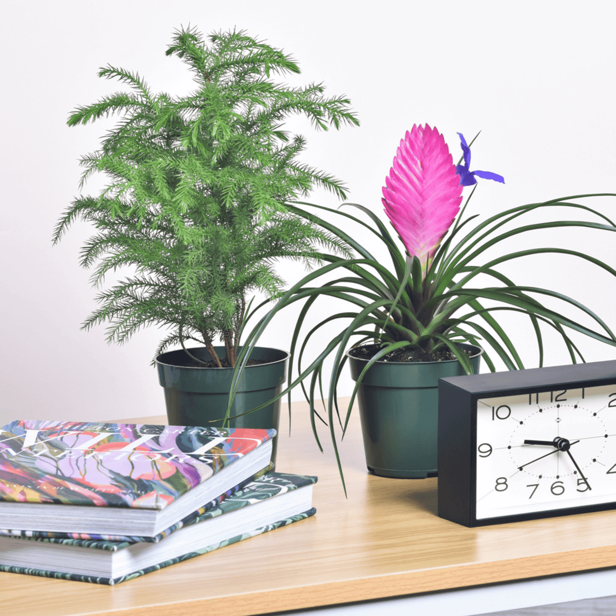 Pink Quill & Norfolk Pine
