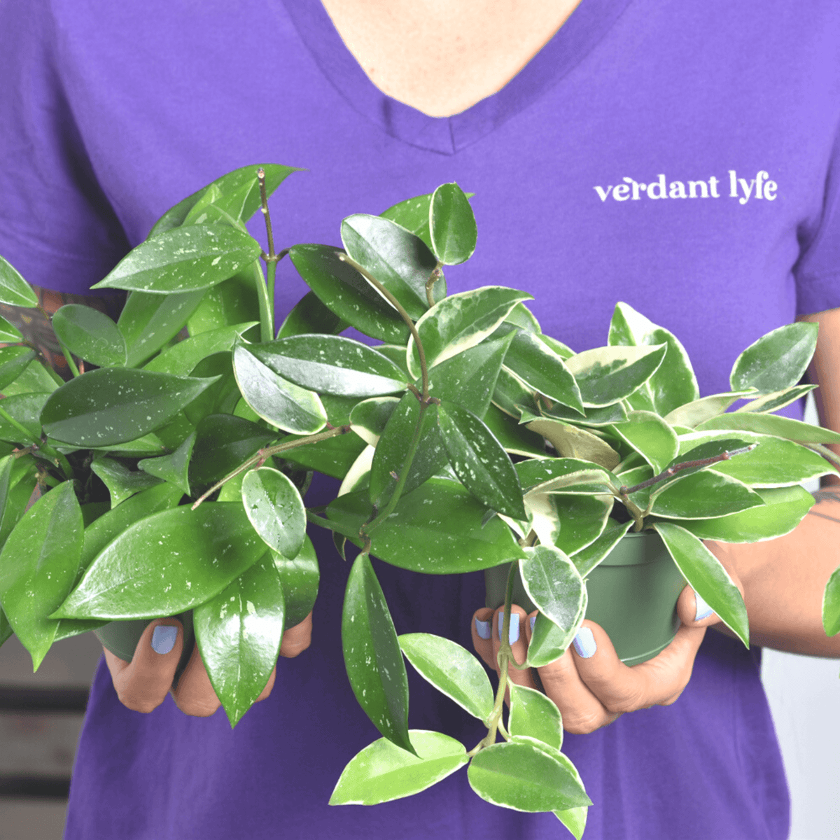 Hoya Carnosa and Pubicalyx Bundle
