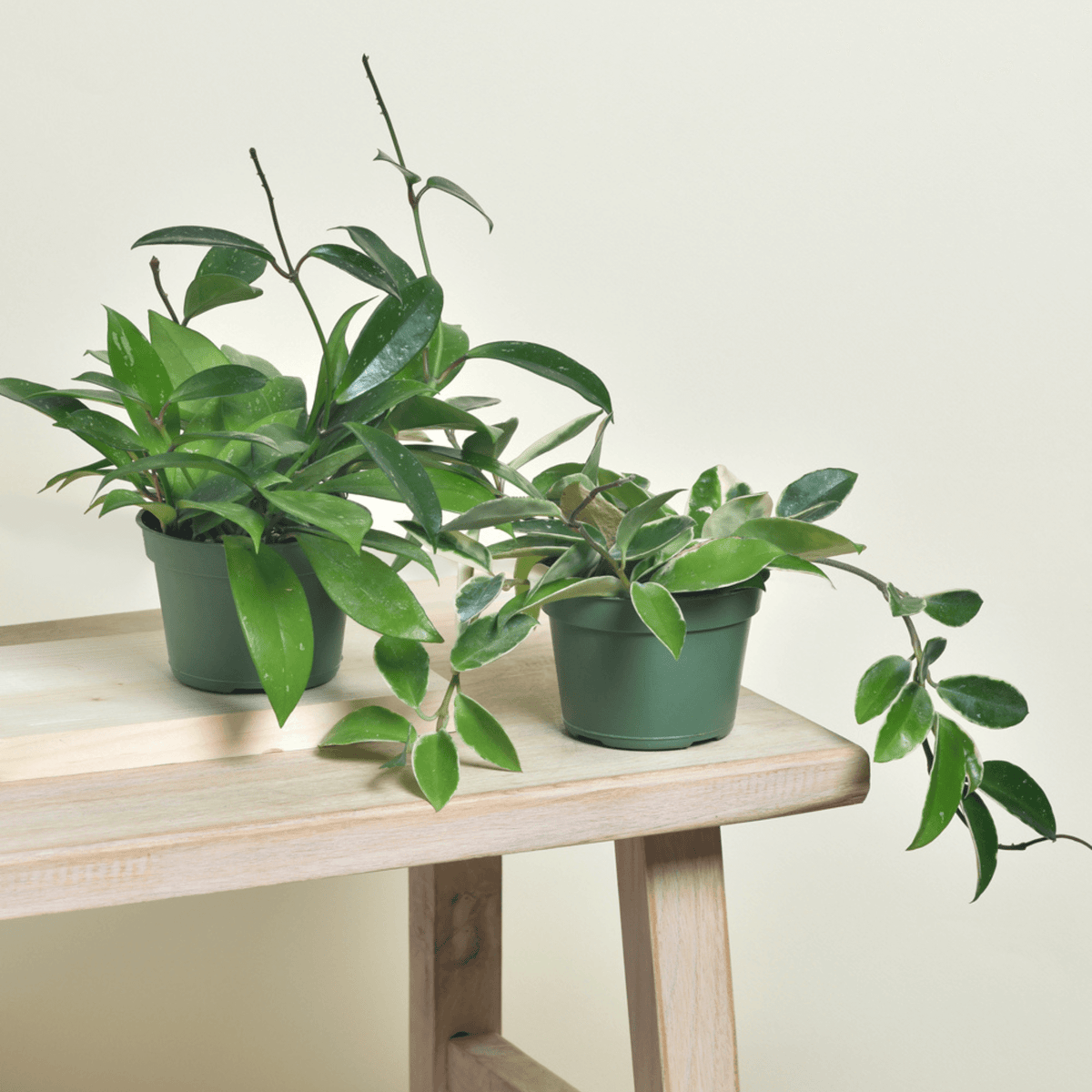 Hoya Carnosa and Pubicalyx Bundle