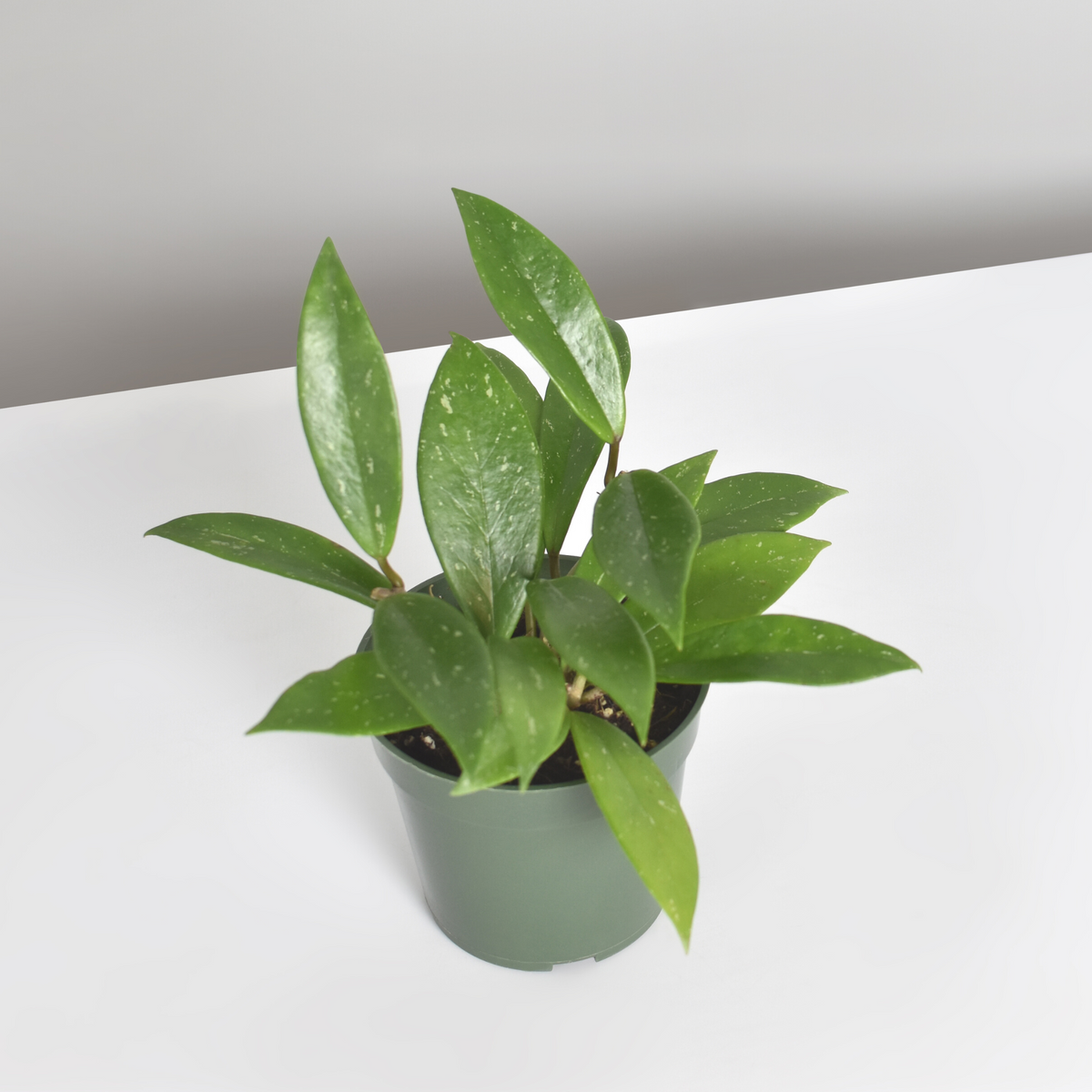 Hoya Pubicalyx Splash Vining Plant