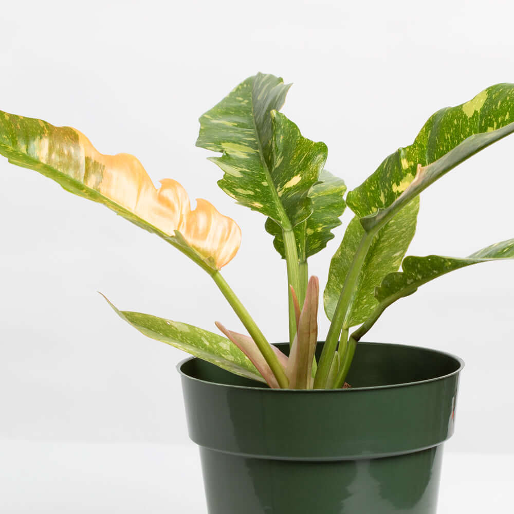 Philodendron 'Ring of Fire' Variegated Jungle Boogie Houseplant Verdant Lyfe