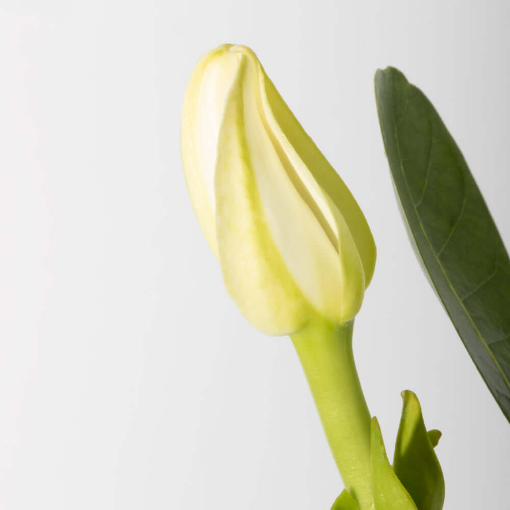 Gardenia taitensis 'Double' - Double Tahitian Fragrant Flowering Bush Plant Verdant Lyfe